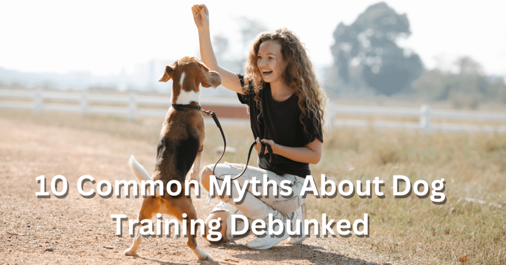 10 Common Myths About Dog Training Debunked Pet Love Portal