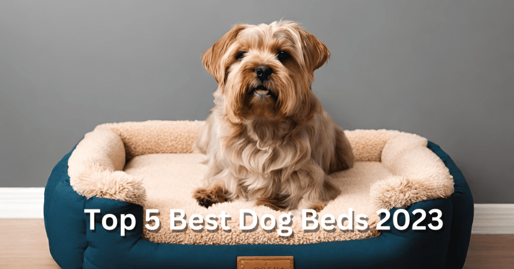 Top 5 Best Dog Beds 2023